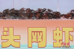 从塘口“启程”舌尖 盱眙龙虾集中开捕抢“鲜”登场