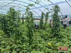 从“碰运气”到“有底气” 莽格吐乡“订单+复种”绘出产业振兴新图景